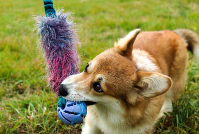 Attività Da Fare Con Il Cane Durante Il Coronavirus