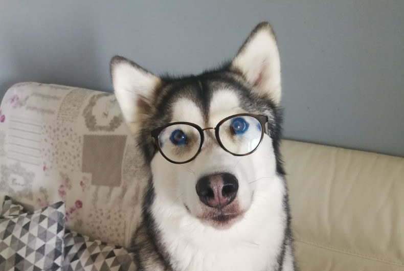 Giochi Di Intelligenza Per Cani